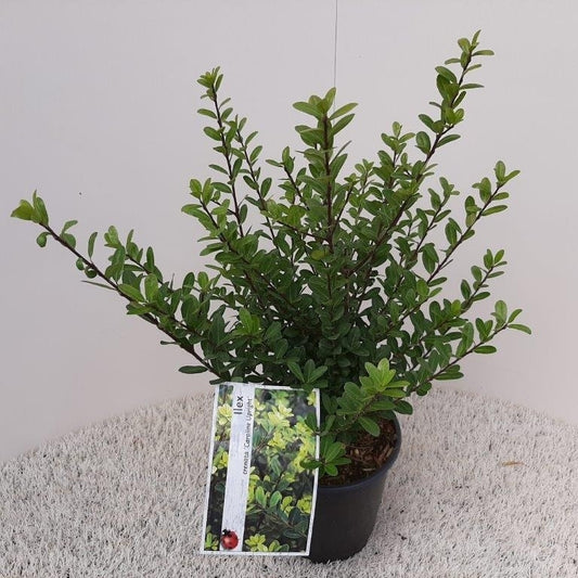  Japanse Hulst (Ilex Crenata 'Caroline Upright')