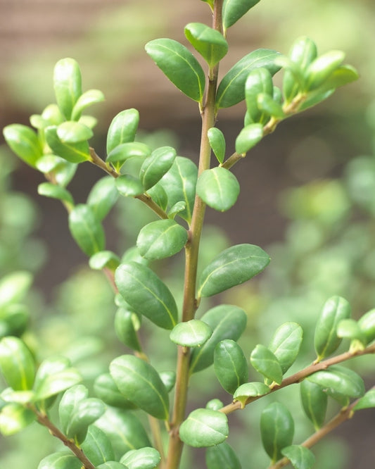  Chinese Hulst (Ilex Crenata 'Convexa')