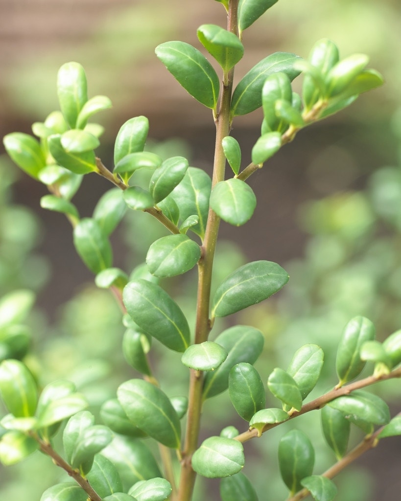  Japanse Hulst In Bolvorm (Ilex Crenata 'Convexa')