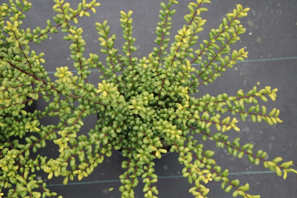  Chinese Hulst (Ilex Crenata 'Convexa')