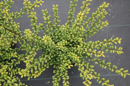  Chinese Hulst (Ilex Crenata 'Convexa')