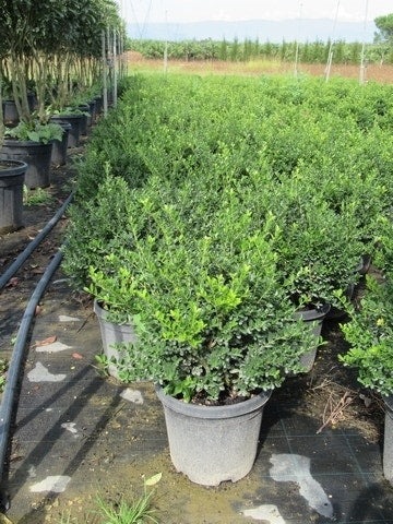  Chinese Hulst (Ilex Crenata 'Convexa')