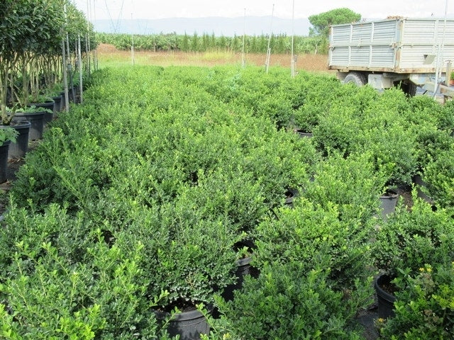  Chinese Hulst (Ilex Crenata 'Convexa')