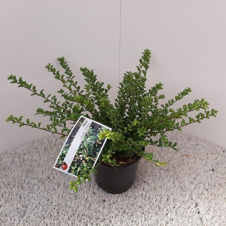  Chinese Hulst (Ilex Crenata 'Convexa')