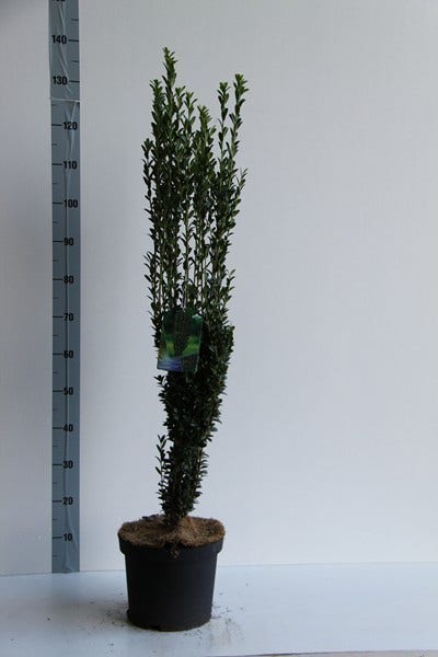  Japanse Hulst (Ilex Crenata 'Fastigiata')
