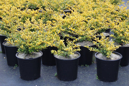  Chinese Hulst (Ilex Crenata 'Golden Gem')