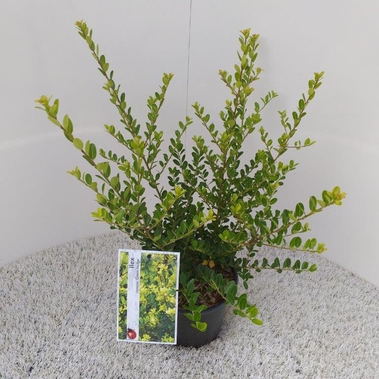  Japanse Hulst (Ilex Crenata 'Green Hedge')