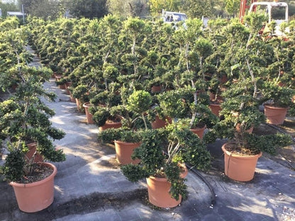  Japanse Hulst Als Bonsai (Ilex Crenata 'Kinme')