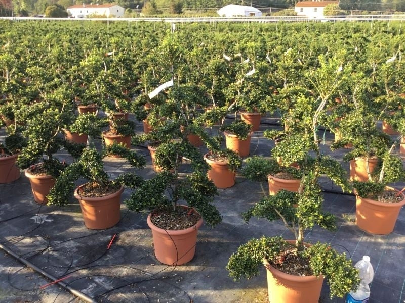  Japanse Hulst Als Bonsai (Ilex Crenata 'Kinme')