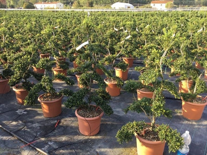  Japanse Hulst Als Bonsai (Ilex Crenata 'Kinme')