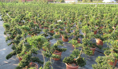  Japanse Hulst Als Bonsai (Ilex Crenata 'Kinme')