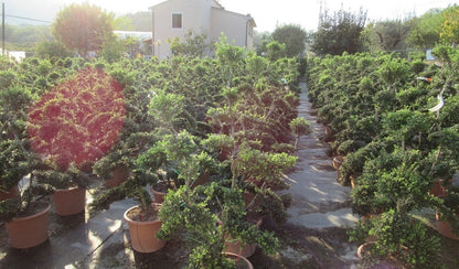  Japanse Hulst Als Bonsai (Ilex Crenata 'Kinme')