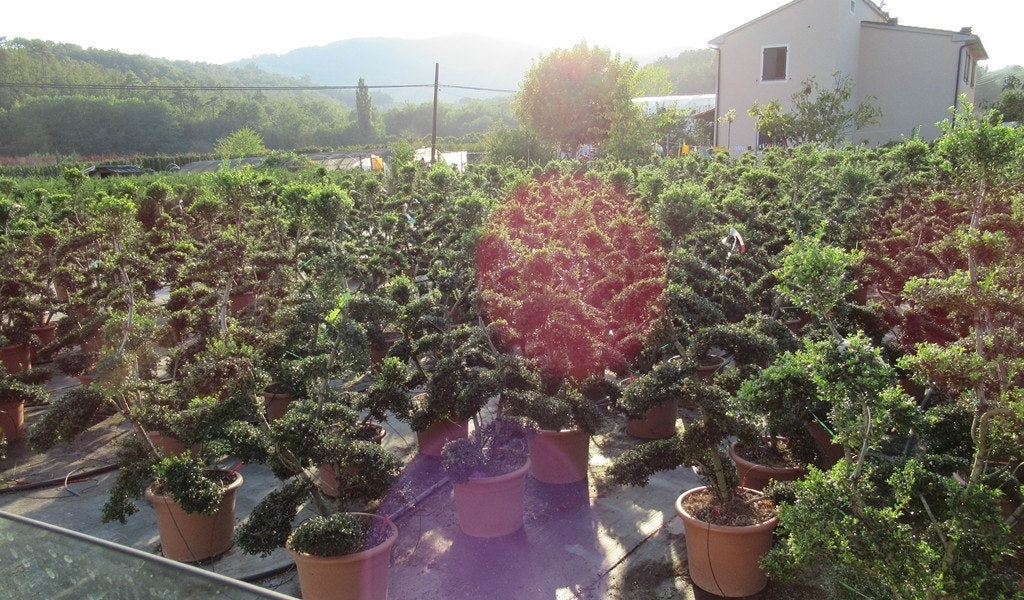  Japanse Hulst Als Bonsai (Ilex Crenata 'Kinme')