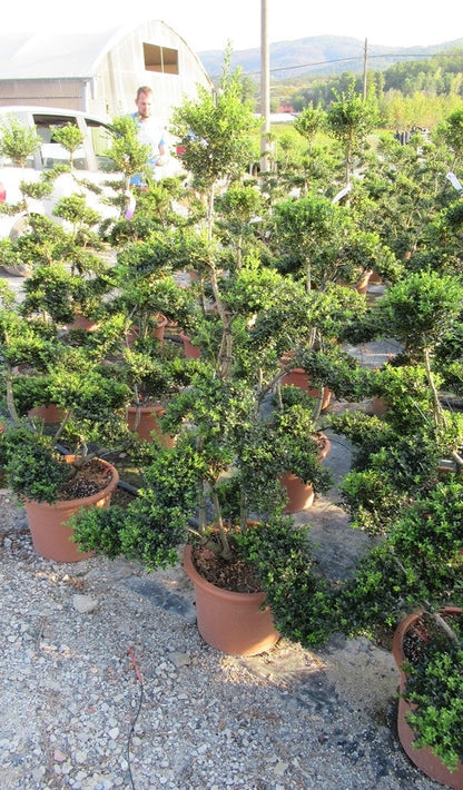  Japanse Hulst Als Bonsai (Ilex Crenata 'Kinme')
