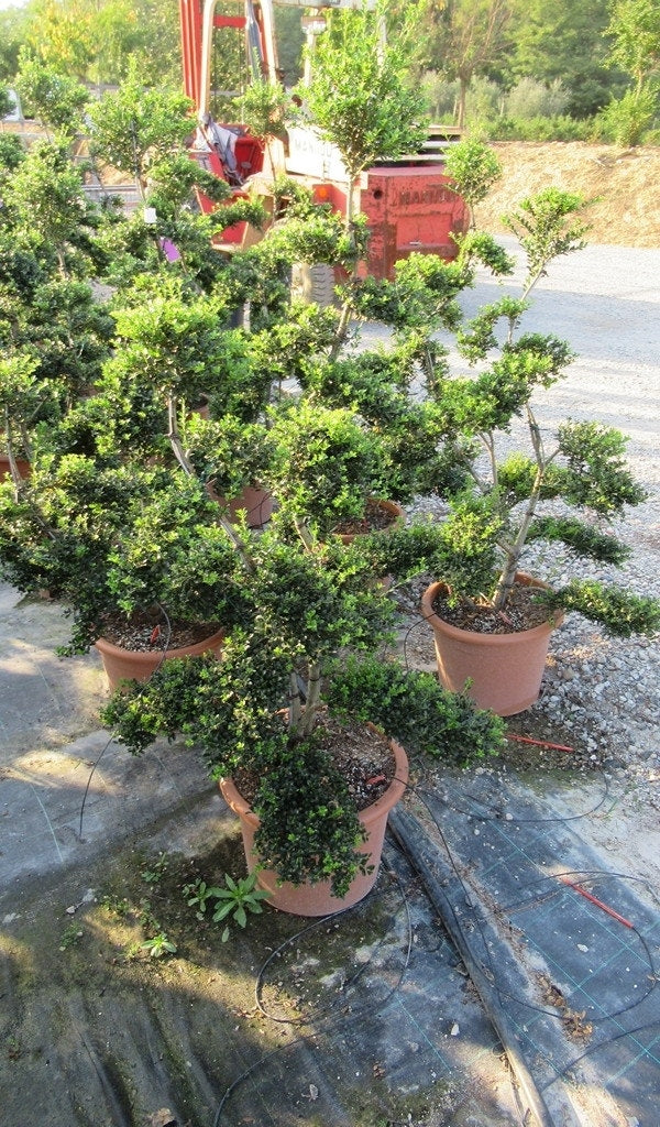  Japanse Hulst Als Bonsai (Ilex Crenata 'Kinme')