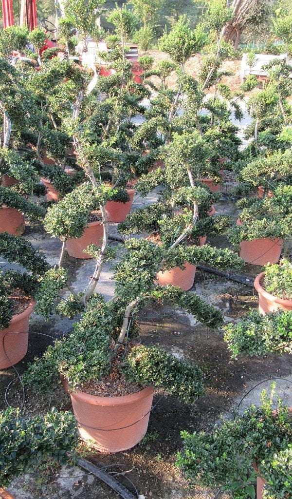  Japanse Hulst Als Bonsai (Ilex Crenata 'Kinme')