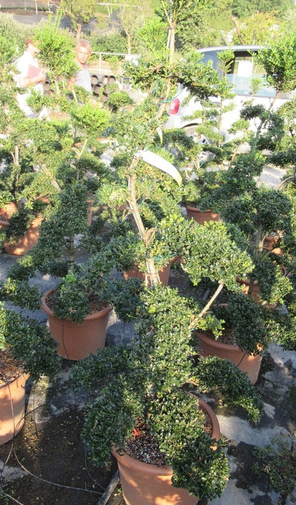  Japanse Hulst Als Bonsai (Ilex Crenata 'Kinme')