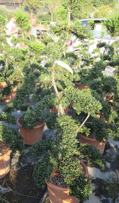  Japanse Hulst Als Bonsai (Ilex Crenata 'Kinme')