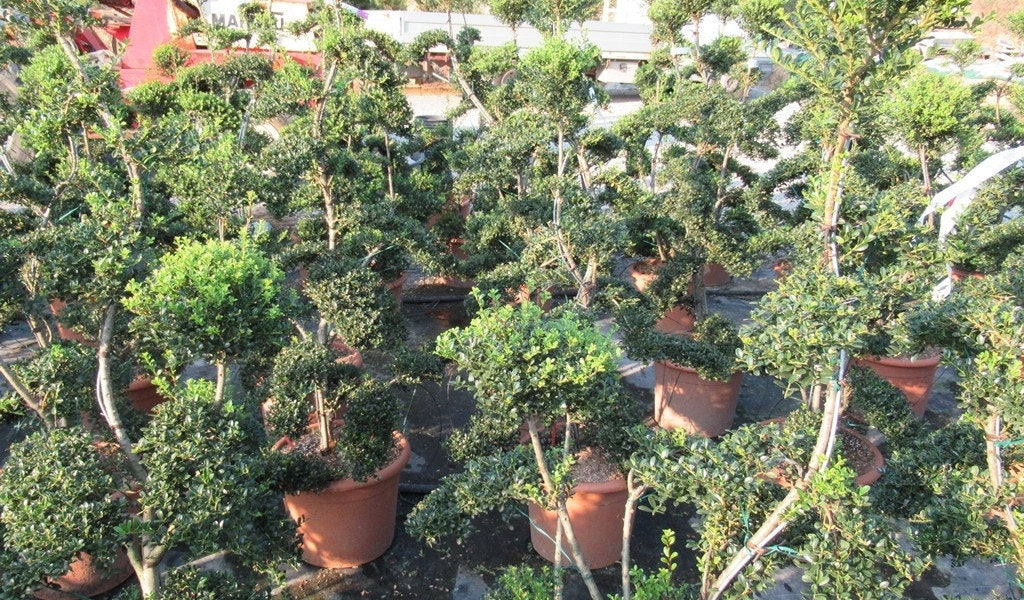  Japanse Hulst Als Bonsai (Ilex Crenata 'Kinme')