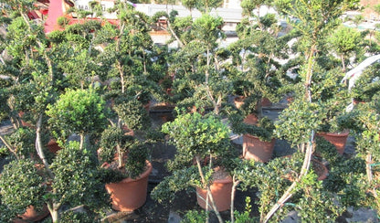  Japanse Hulst Als Bonsai (Ilex Crenata 'Kinme')