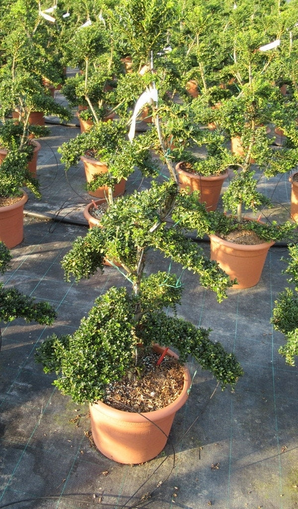  Japanse Hulst Als Bonsai (Ilex Crenata 'Kinme')