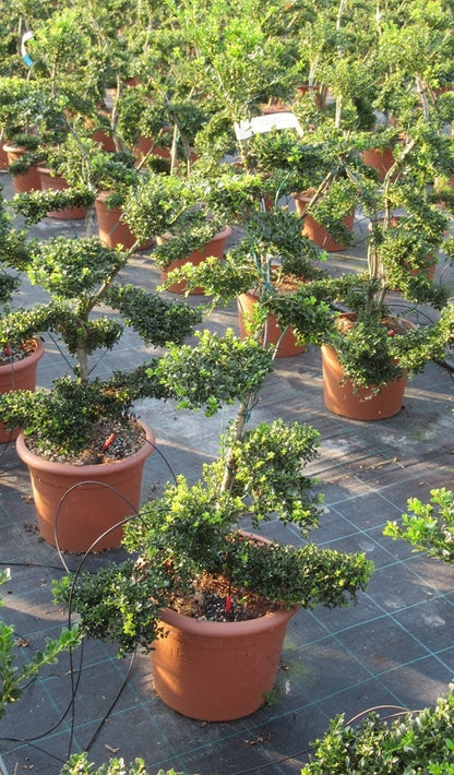 Japanse Hulst Als Bonsai (Ilex Crenata 'Kinme')