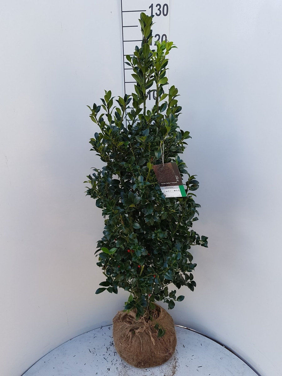  Hulst (Ilex Meserveae 'Heckenfee')