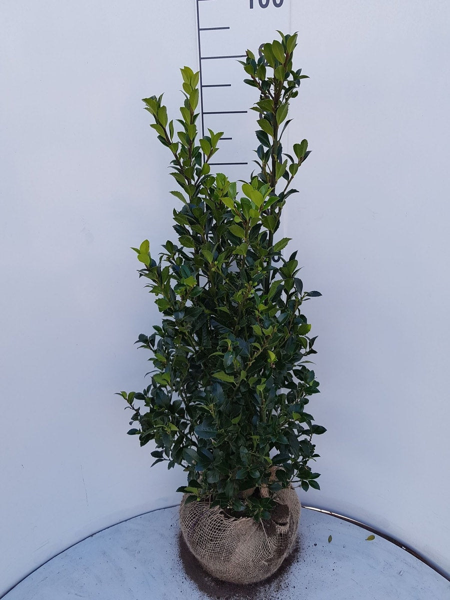  Hulst (Ilex Meserveae 'Heckenfee')