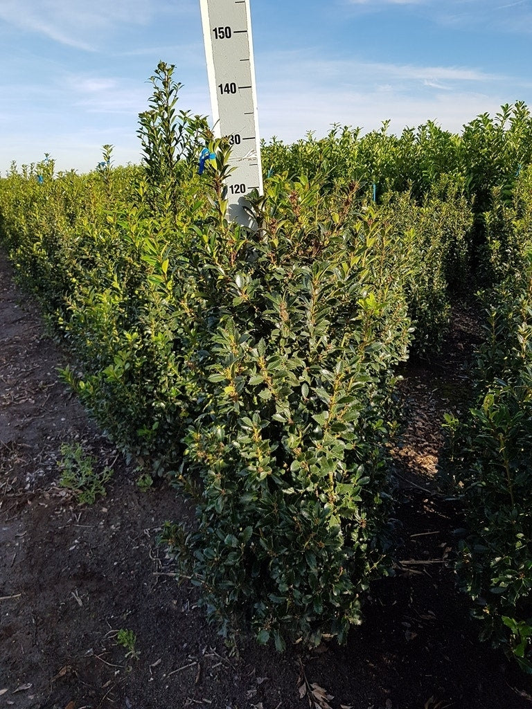  Hulst (Ilex Meserveae 'Heckenpracht')