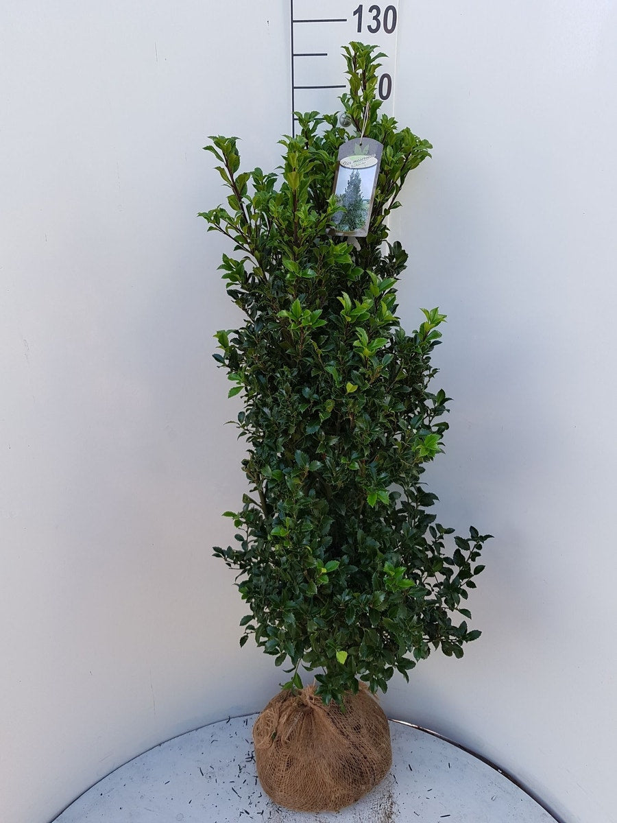  Hulst (Ilex Meserveae 'Heckenstar')