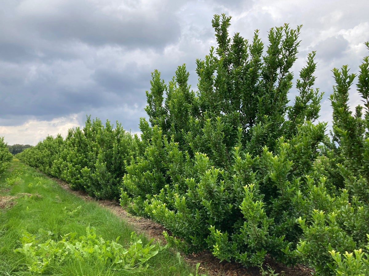  Japanse Hulst (Ilex Maximowicziana 'Kanehirae')