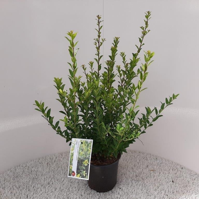  Japanse Hulst (Ilex Maximowicziana 'Kanehirae')