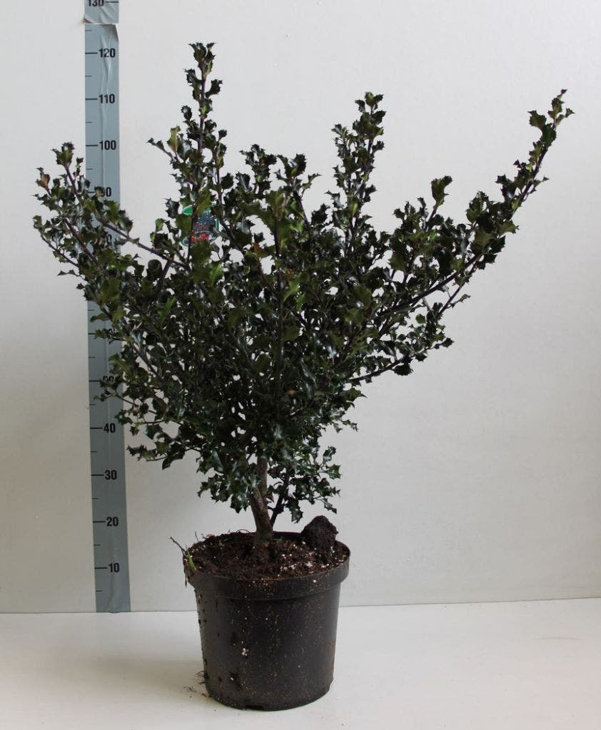  Blauwe Hulst (Ilex Meserveae 'Blue Angel')
