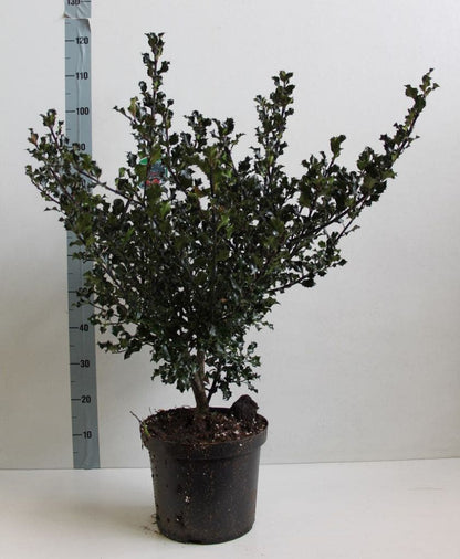  Blauwe Hulst (Ilex Meserveae 'Blue Angel')