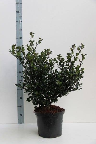  Blauwe Hulst (Ilex Meserveae 'Blue Angel')