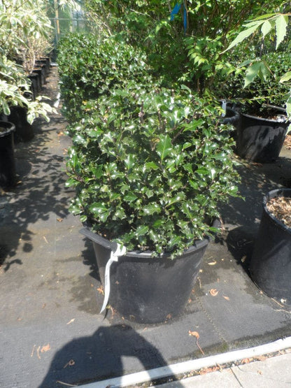  Blauwe Hulst (Ilex Meserveae 'Blue Angel')