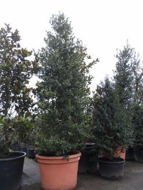  Amerikaanse Hulst (Ilex 'Nellie R Stevens')