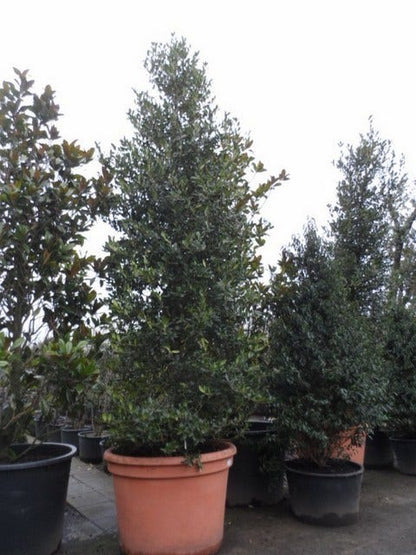  Amerikaanse Hulst (Ilex 'Nellie R Stevens')