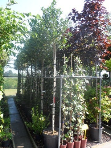  Hulst Als Boom (Ilex 'Nellie R. Stevens')