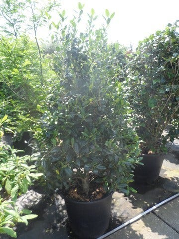  Amerikaanse Hulst (Ilex 'Nellie R Stevens')