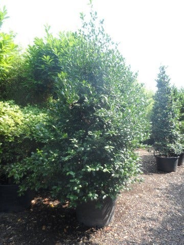  Amerikaanse Hulst (Ilex 'Nellie R Stevens')