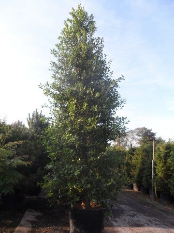  Amerikaanse Hulst (Ilex 'Nellie R Stevens')