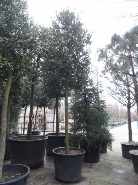  Hulst Als Boom (Ilex 'Nellie R. Stevens')