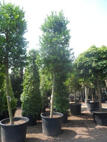  Hulst Als Boom (Ilex 'Nellie R. Stevens')