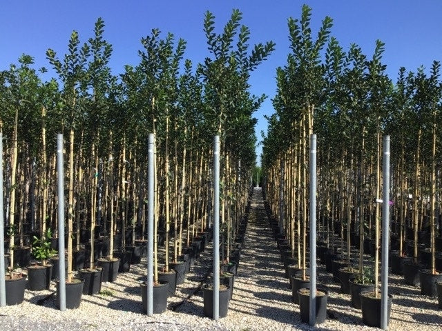  Hulst Als Boom (Ilex 'Nellie R. Stevens')