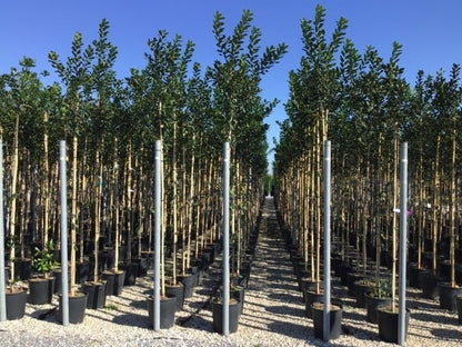  Hulst Als Boom (Ilex 'Nellie R. Stevens')
