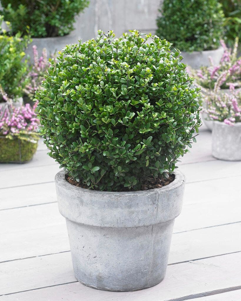  Japanse Hulst In Bolvorm (Ilex Crenata 'Dark Green')