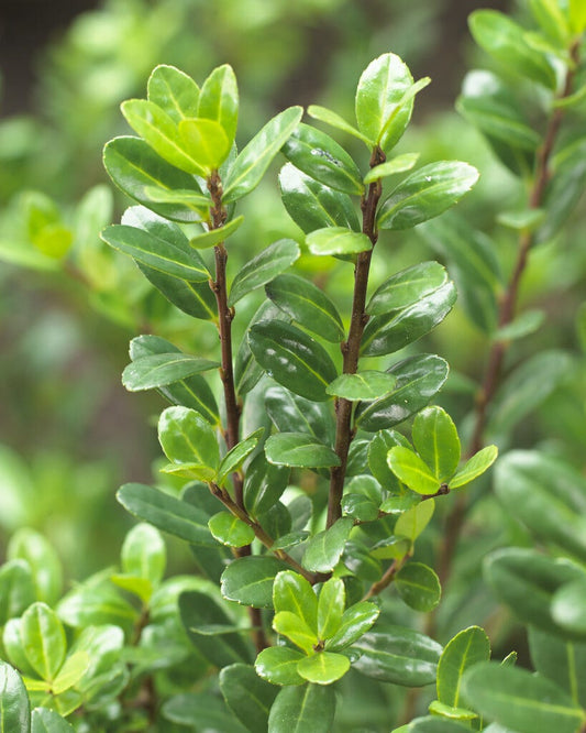  Japanse Hulst (Ilex Crenata 'Caroline Upright')