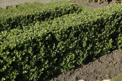  Japanse Hulst (Ilex Crenata 'Dark Green')