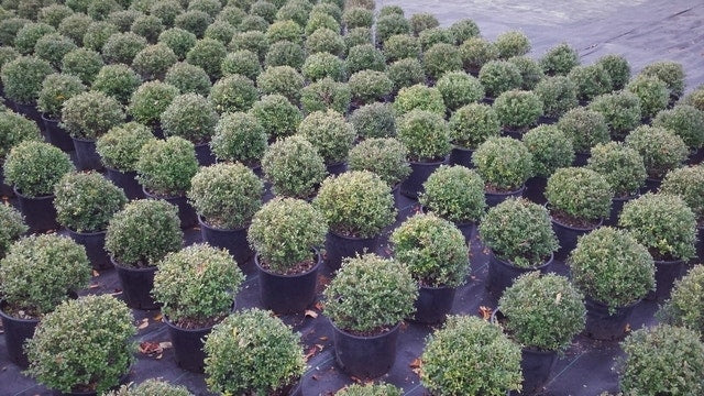  Japanse Hulst In Bolvorm (Ilex Crenata 'Dark Green')